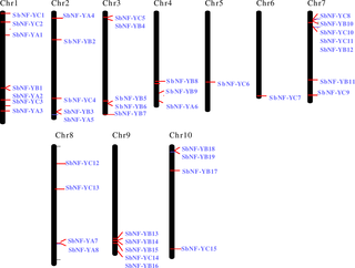 <h2>Chromosomal location of <i>NF-Y genes in Sorghum</i>.</h2>