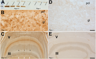 <h2>SNCA expression in cerebellar vermis of adult WT and <i>Pap</i> null mice.</h2>