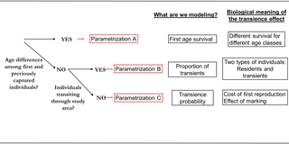 <h2>Decision tree for selecting the best parametrization to include a transience effect.</h2>