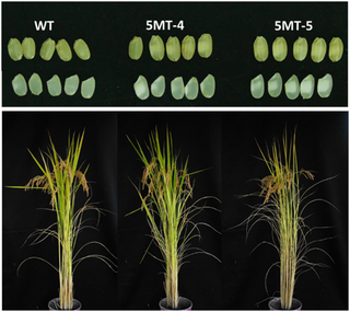 <h2>Grain phenotypes of unpolished (top row) and polished grains (bottom row) and phenotypes of WT, 5MT-4, and 5MT-5 in maturity stage from field condition.</h2>