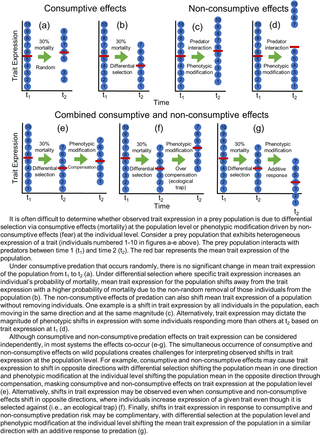 Consumptive and non-consumptive predation effects on trait expression.