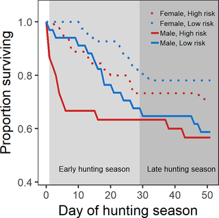 Males on high risk sites experienced higher mortality at the onset of hunting season, but by the end of the early hunting season, the proportion of the initial populations of males surviving on high and low risk sites were similar.