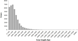 <h2>Distribution of gene length in the <i>Brassica rapa</i> ‘CT001’ pseudomolecule.</h2>