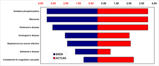 <h2><i>ACTL6A</i> and <i>BRD9</i> statistically significantly associated biological pathways.</h2>