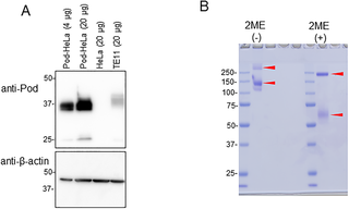 Level of podoplanin expression in HeLa cells and the purity of the Fc-CLEC-2 fusion protein.