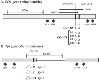 <h2>Diagrams of the COIB, <i>Tpi</i> gene segments.</h2>