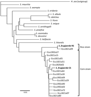 <h2>Phylogenetic tree inferred by using neighbor-joining method and Tamura-Nei model [<em class="ref">40</em>] with no outgroup.</h2>