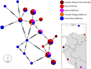 <h2>Haplotype network analysis using the Tpie4i4 segment of the <i>Tpi</i> gene illustrating the genetic differences between the haplotypes found in Ecuador, Peru, Bolivia, Trinidad-Tobago, and Puerto Rico.</h2>