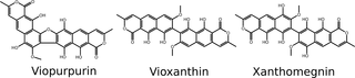 <h2>Chemical structures of Xanthomegnin (PubChem CID: 3032411), Viopurpurin (#73759973) and Vioxanthin (#119072), the three main pigments of <i>T</i>. <i>rubrum</i>.</h2>