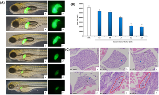 <h2>Influence of solvent ethanol to liver tissue of zebrafish larvae.</h2>