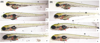 <h2>Influence of <i>lactobacillus plantarum</i> on morphology of zebrafish larvae.</h2>