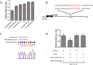 <h2>MiR-543-5p targets the 3’ UTR of <i>Gh1</i> mRNA.</h2>