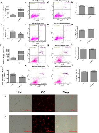 <h2>The effect of transfection of miR-543-5p on GH3 cell line and rat pituitary cells.</h2>
