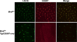<h2>Epidermal Langerhans cells identified by immunofluorescence in <i>Braf</i><sup><i>CA</i></sup> and <i>Braf</i><sup><i>CA</i></sup><i>Tg(CD207-cre)</i> mice.</h2>