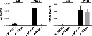 <h2>Expression of human CD207-driven cre recombinase occurs earlier in development than expression of endogenous murine CD207.</h2>