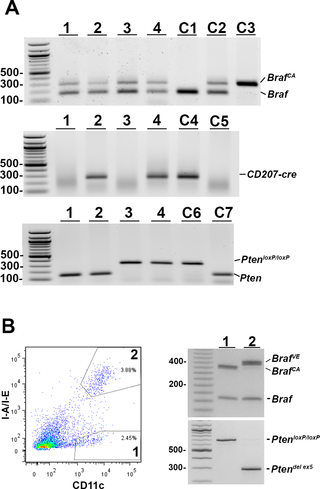 <h2>Presence and rearrangement of <i>Braf</i> and <i>Pten</i> alleles in <i>Braf</i><sup><i>CA</i></sup><i>Pten</i><sup><i>loxP/loxP</i></sup><i>Tg(CD207-cre)</i> mice.</h2>