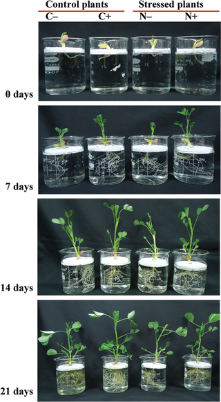 <h2>Morphology of control and stressed peanut plants grown with or without bacterial inoculum.</h2>