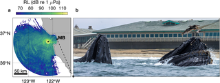 <h2>Humpback whale song detection.</h2>