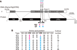 <h2>The structure of the <i>Rj2</i> gene and amino acid polymorphisms in a Japanese soybean mini-core collection.</h2>
