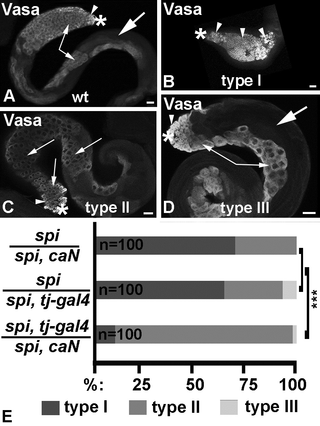 <h2>Activation of Notch within the cyst cells of EGF mutant testes modified the phenotype.</h2>