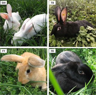 <h2>Rabbit pictures from each of the four indigenous breeds in this study.</h2>