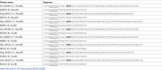 <h2>Primer sequences used in cloning of EBV capsid genes.</h2>