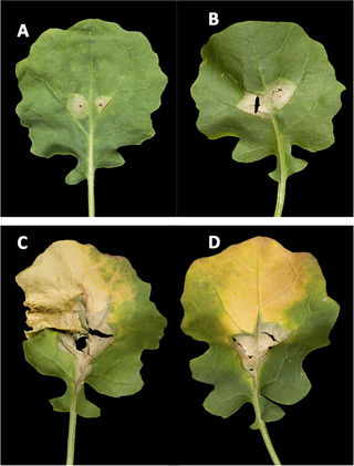 <h2>Phoma leaf spot symptoms produced on different DH lines in controlled environment experiments.</h2>