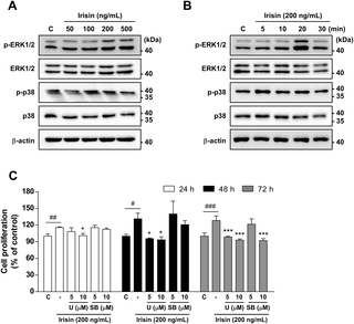<h2>Irisin promotes C2C12 cell proliferation via activation of ERK.</h2>