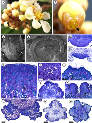 <h2>Morphoanatomy of sepal glands in <i>Acridocarpus</i>.</h2>