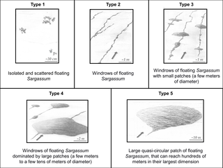 <h2>Five-class typology of <i>Sargassum</i> rafts illustrated with schematic drawings.</h2>