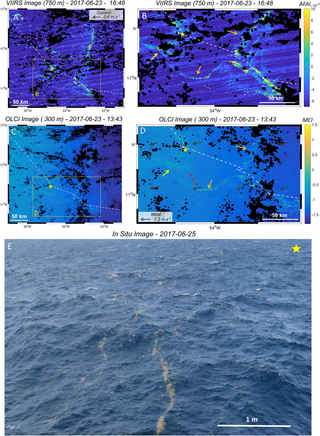 <h2>Satellite images (VIIRS and OLCI) and <i>in situ</i> pictures of <i>Sargassum</i> aggregations and rafts observed east of the Caribbean arc during the <i>West Atlantic</i> cruise (S8).</h2>