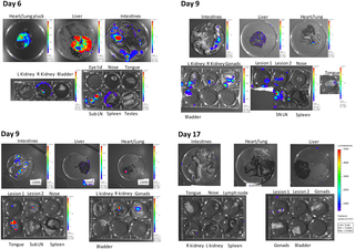 Imaging organs ex vivo reveals sites of internal viral replication.