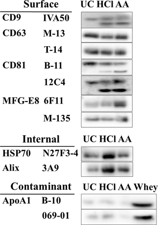 <h2>WB analysis using antibodies against EVs-marker proteins.</h2>