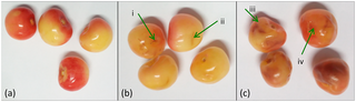 <h2>‘Huangmi’ cherry samples in varying bruise degree.</h2>