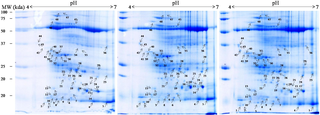 A 2-D gel electrophoresis analysis of muskmelon leaf proteins of drought tolerant SC-15.
