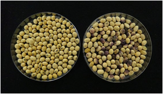 Soybean healthy seeds vs. purple seed stain.