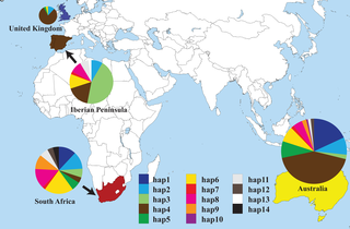 <h2>Distribution of haplotypes of <i>Echium plantagineum</i> in the Iberian Peninsula, Australia, South Africa and the United Kingdom.</h2>