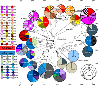 <h2>Map of haplotypes found in <i>R</i>. <i>crataegifolius</i>.</h2>