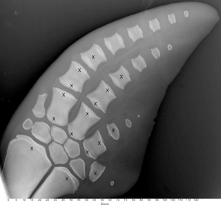 Scoring locations to systematically age a pectoral radiograph in the bottlenose dolphin.