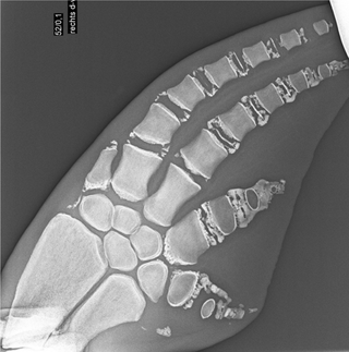 Radiograph of a pectoral flipper of a 58 year old male dolphin.