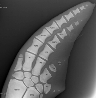 Labelled radiograph to confirm bone identification to enable wide application of the technique if cetacean anatomy is unfamiliar.