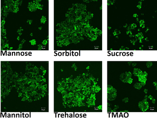 <h2>Confocal imaging of yeast cells under stress with different osmolytes.</h2>