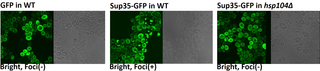 <h2>Trehalose stabilize and revive Sup35-GFP protein folding under stress conditions.</h2>
