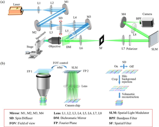 <h2>Experimental setup and working principle of HiLo-MFM (a) Optical configuration of the HiLo-MFM system; M1 –M4, mirrors; L1 –L8, lenses; SLM, spatial light modulator; SD, spin diffuser; DM, dichroic mirror; BPF, band pass filer; FOV, field of view; FP, Fourier plane; SF, spatial filer; (b) working principle of HiLo-MFM.</h2>