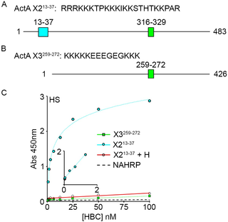 <h2>Peptides corresponding to the novel HBD bind HS with high affinity.</h2>