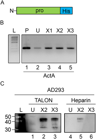 <h2>Expression and binding characteristics of Act A X2 and X3 pro-regions.</h2>