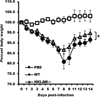 <h2>NKLAM<sup>-/-</sup> mice experience less weight loss during SeV infection.</h2>