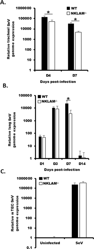 <h2>NKLAM<sup>-/-</sup> mice have a significantly lower viral load during SeV infection.</h2>
