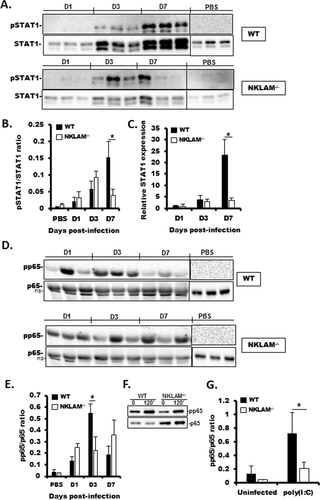 <h2>SeV-induced STAT1 protein expression and STAT1 and NFκB p65 phosphorylation are lower in NKLAM<sup>-/-</sup> than in WT mice.</h2>