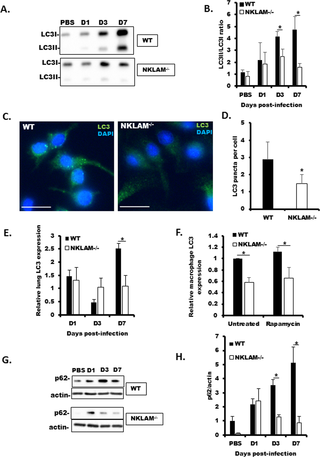 <h2>Autophagy marker LC3 expression is less in NKLAM<sup>-/-</sup> mice and BMDM.</h2>